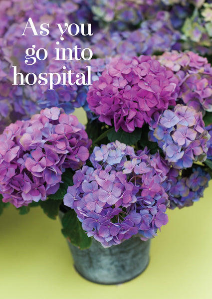 Hospital Get Well Card - Hydrangeas In Pots  (Order in 6)