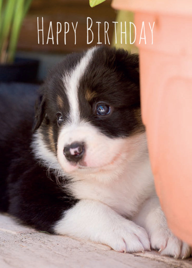 Birthday Card - Border Collie Pup (Order in 6)