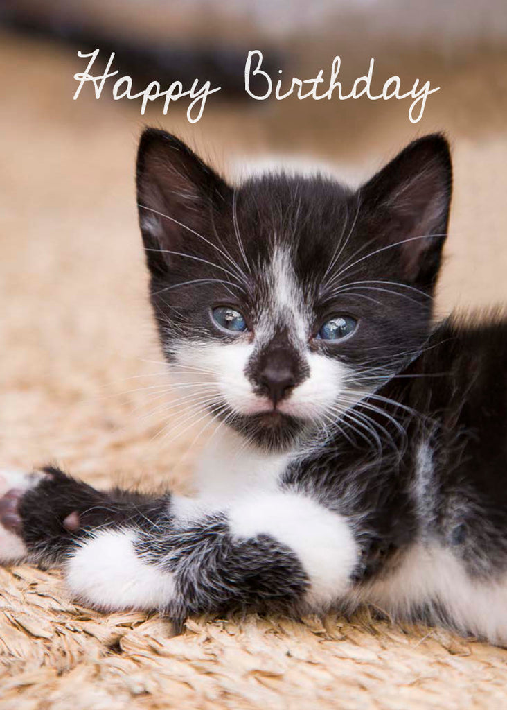 Birthday Card - Black And White Kitten (Order in 6)