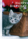Birthday Card - Grey Kitten By Windowbox  (Order in 6)