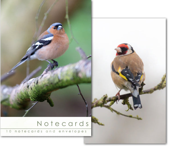 Notecard Wallet - Finches (10 cards)