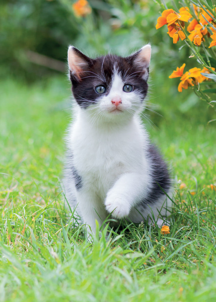 Blank Card - Adventurous Kitten (Order in 6)