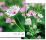 Notecard Wallet - Astrantia Close-ups (10 cards)