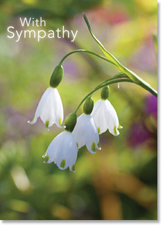 With Sympathy - White Snowflake Flowers (order in 6)