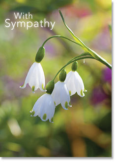 Sympathy : White floral arrangement (order in 6)