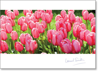 Blank - Tulips