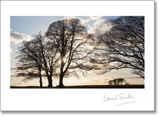Blank - Backlit Trees (order in 6)