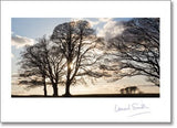 Blank - Backlit Trees - KI Gifts Christian Supplies