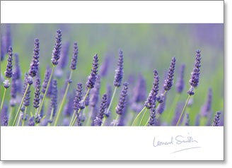 Blank - Lavender Stems (order in 6)