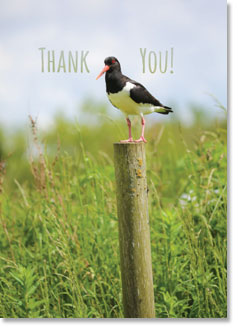 Thank You : Oystercatcher on post (order in 6)