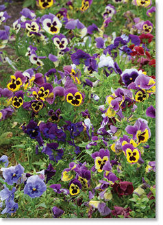 Blank Card - Pansies