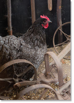 Blank - Chicken (order in 6)