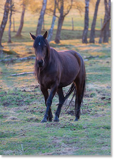 Blank - Horse