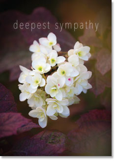 Sympathy - White Hydrangea (order in 6)