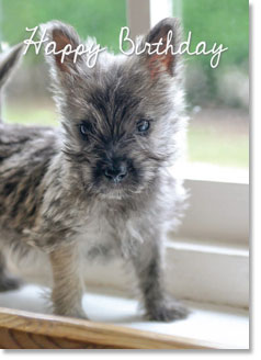 Happy Birthday: Cairn Terrier (order in 6)