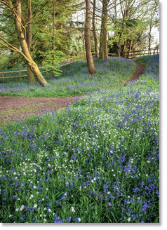 Blank: Bluebell wood