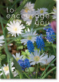 Encouragement - Wood Anemone & Muscari