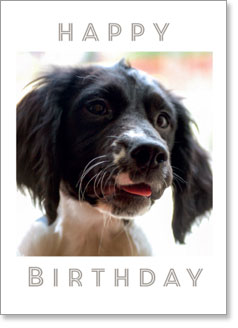 Happy Birthday - Cocker Spaniel (ORDER IN 6)
