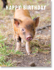 Happy Birthday : Ginger Piglet (order in 6)