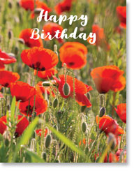 Happy Birthday -   Poppies