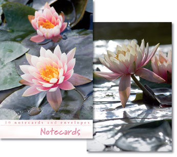 Notecards: Rose Blooms