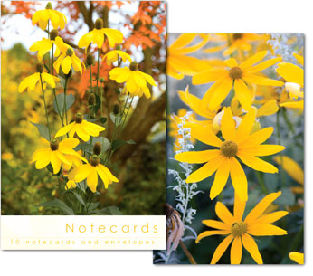 Notecards: Rudbeckia Flowers