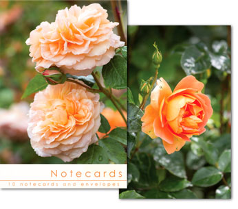 Notecards: Rose Blooms