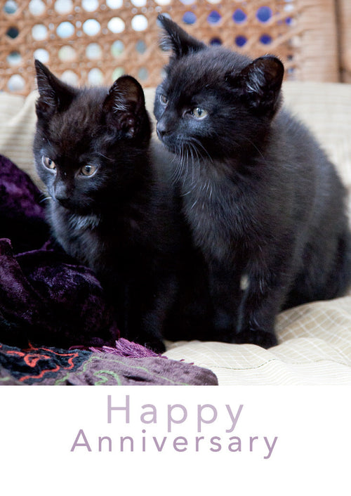 Anniversary Card - Two Black Kittens  (Order in 6)