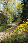 Blank Card - Woodland RHS Harlow Carr  (Order in 6)