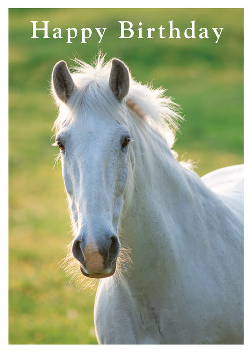 Birthday Card - White Horse  (Order in 6)