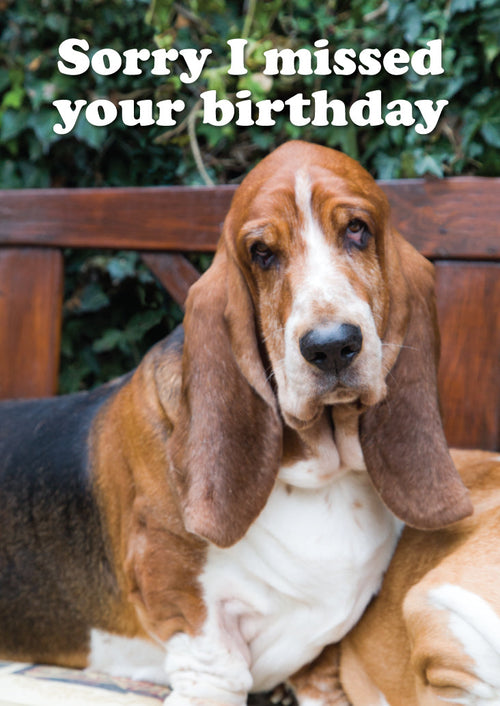 Belated Birthday Card - Bassett On Bench  (Order in 6)
