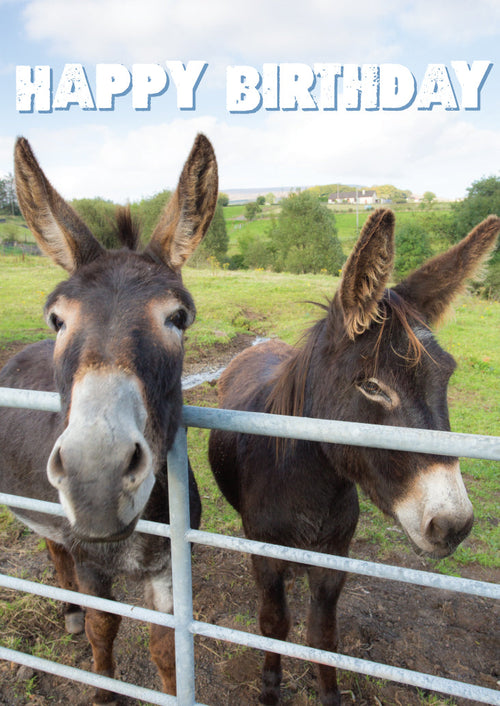 Birthday Card - Donkeys  (Order in 6)