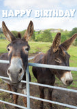 Birthday Card - Donkeys  (Order in 6)