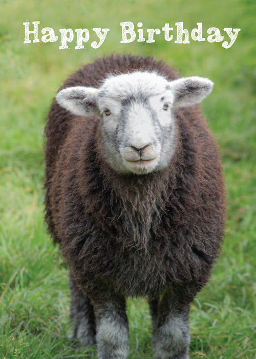 Birthday Card - Herdwick Sheep  (Order in 6)