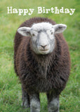 Birthday Card - Herdwick Sheep  (Order in 6)