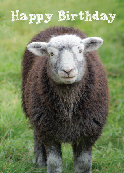 Birthday Card - Herdwick Sheep  (Order in 6)