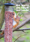 Birthday Card - Red Squirrel  (Order in 6)
