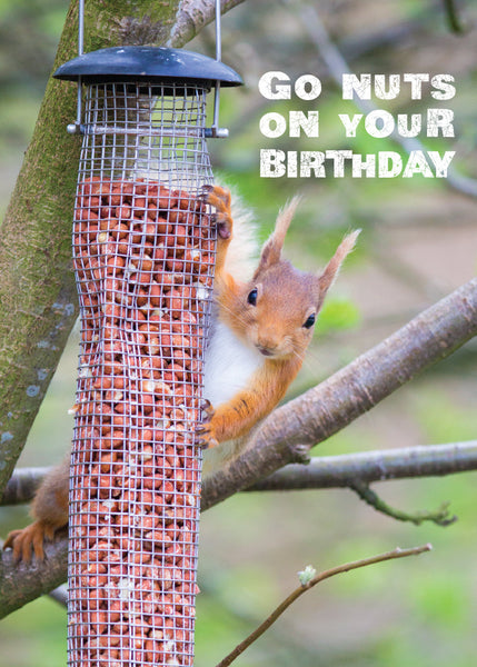 Birthday Card - Red Squirrel  (Order in 6)