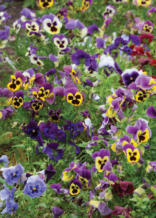Blank Card - Colourful Pansies  (Order in 6)