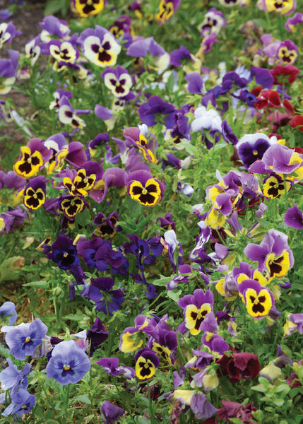 Blank Card - Colourful Pansies  (Order in 6)