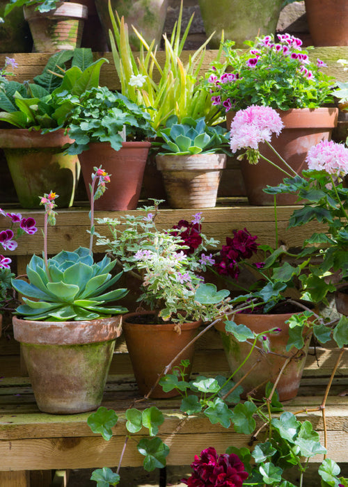 Blank Card - Conservatory Shelves  (Order in 6)