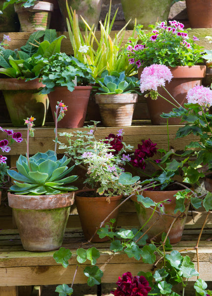 Blank Card - Conservatory Shelves  (Order in 6)