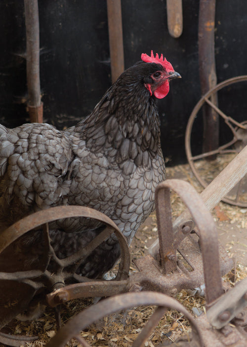 Blank Card - Hen In Garden Shed  (Order in 6)