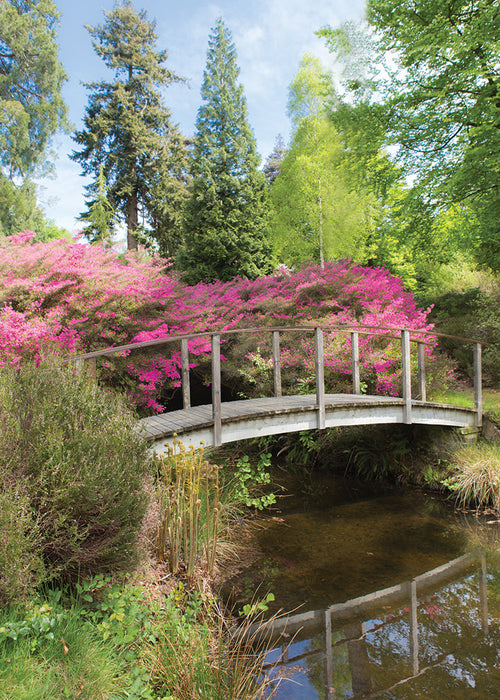 Blank Card - Garden Bridge  (Order in 6)