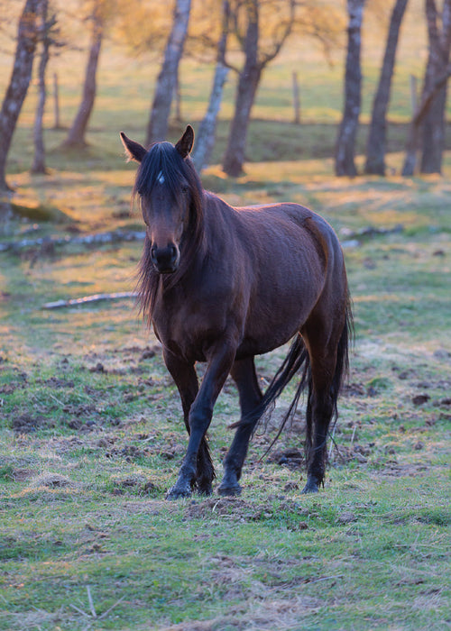 Blank Card - Evening Horse  (Order in 6)