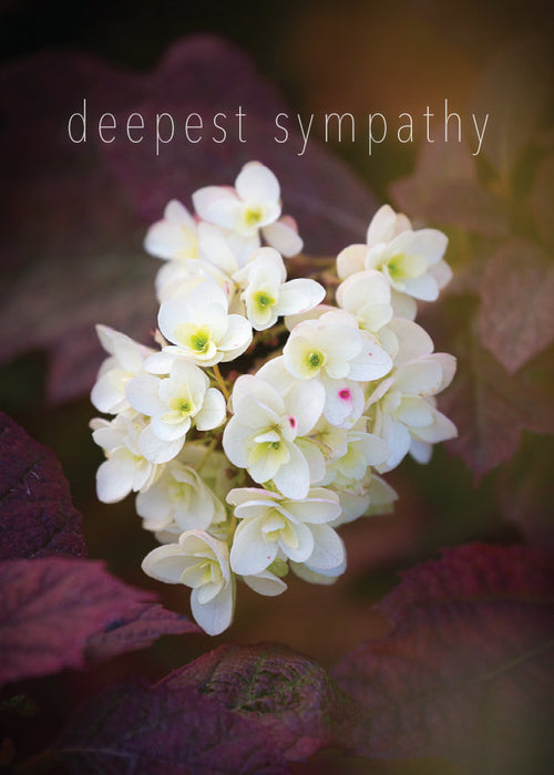 Sympathy Card - Hydrangea Close Up  (Order in 6)