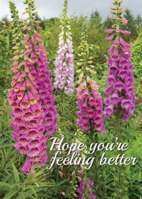Get Well Card - Garden Foxgloves  (Order in 6)