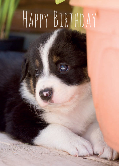 Birthday Card - Border Collie Pup  (Order in 6)