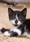 Birthday Card - Black And White Kitten  (Order in 6)