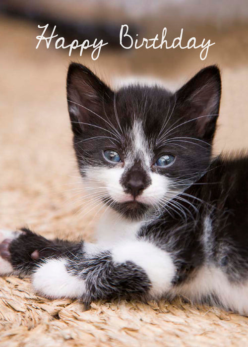 Birthday Card - Black And White Kitten  (Order in 6)